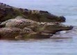 鳄鱼疑云引爆关注，当地居民的热烈反应与男子拍到的神秘生物