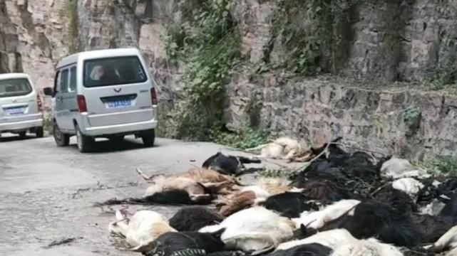 交警权威解读，夜间隧道内29只羊被撞事件始末